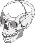 gnatologia dentale